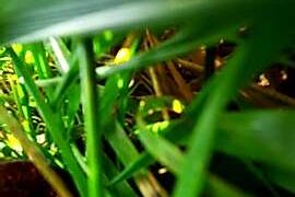 Sun_for_youu naked stripping on cam for live sex video chat