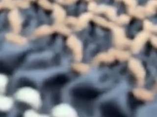 Ittiibittii nude on live sex chat